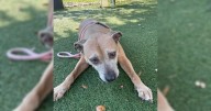 Shelter’s Longest Resident Finds Forever Home After Being Ignored at Adoption Event