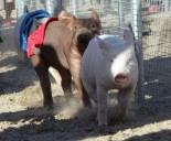 Congress shouldn’t override state and local farm animal welfare laws
