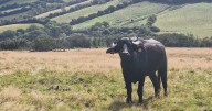 Water buffalo being used in ‘experiment’ to restore biodiversity