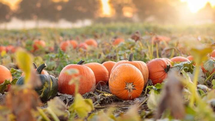 The Tell-Tale Sign That Your Pumpkins Are Finally Ready To Harvest