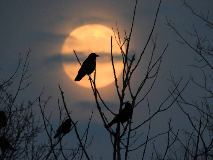The cardinal and crow to reign as Kingston's official birds