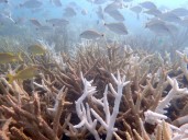 Ola de calor deja «funcionalmente extintas» a dos especies de coral