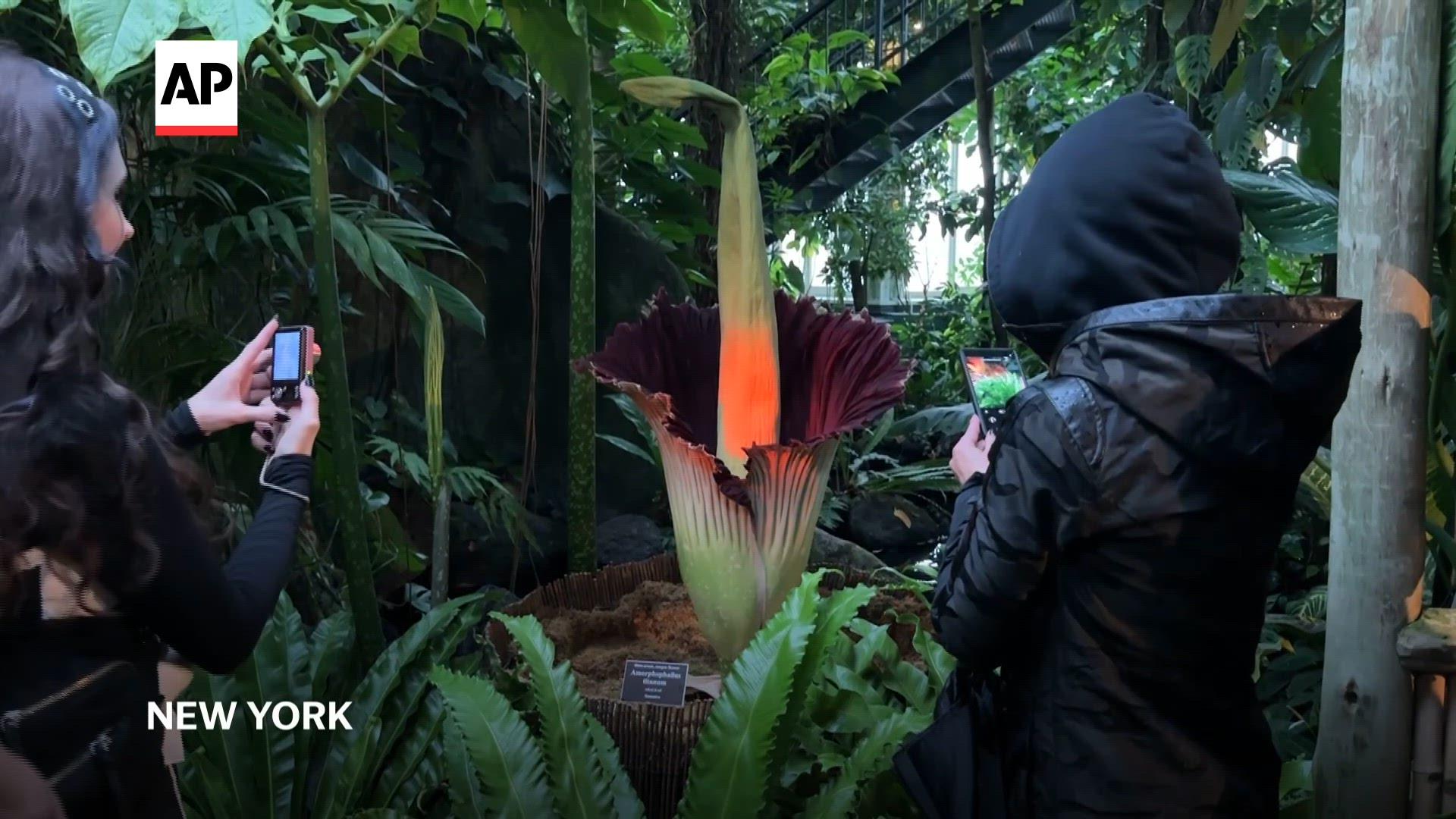 NYC corpse flower blooms for Halloween