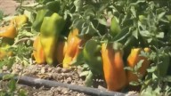 'Each county has crops that are unique': Kern County crop values drop 8%