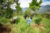 Anuncian la siembra de 7.000 árboles más en el Valle de Aburrá
