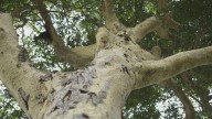 Árbol Dorado: Herencia Cultural y Ancestral de la Orinoquía