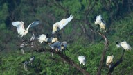 This Tamil Nadu village doesn’t burst crackers on Diwali. Noise disturbs its divine birds