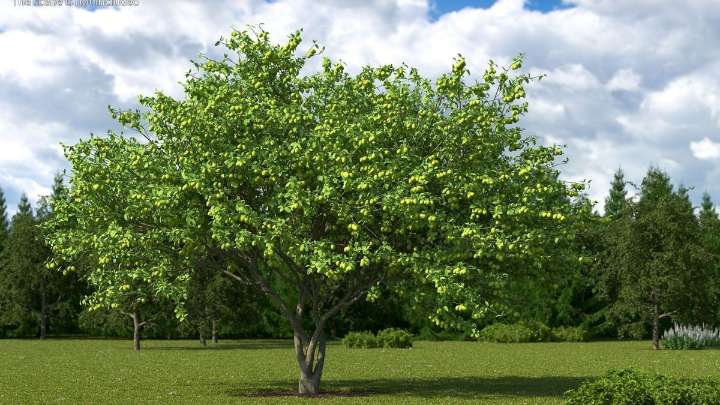El árbol ideal para casa: no levanta el piso con las raíces, ofrece frutas en verano y aguanta la sequía
