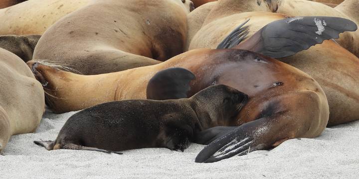 Por qué dos sardinas iguales no alimentan de forma idéntica a un león marino