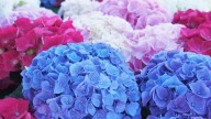 Cuándo tengo que podar mis hortensias: cuáles son las señales y los secretos para que crezcan rozagantes tras la poda