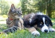 Oferta para adoptar mascotas en condado de Guilford