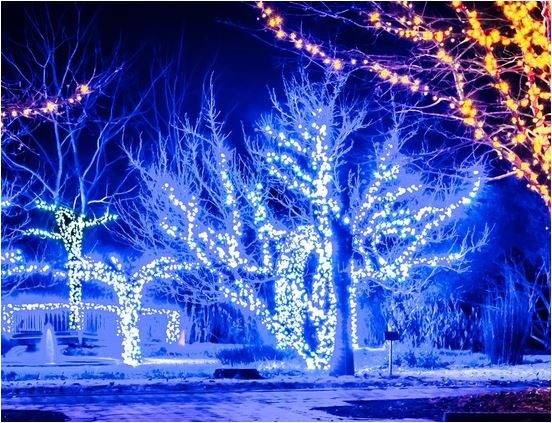 Volunteers needed to help hang holiday lighting on downtown trees