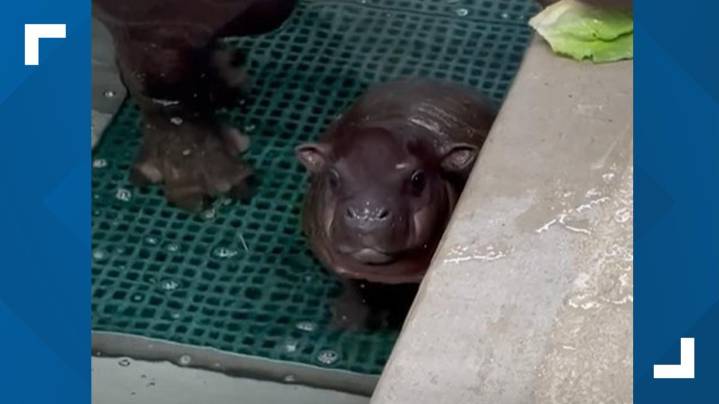 John Ball Zoo announces name of pygmy hippo baby