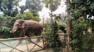 Watch: Wild elephant strays into Malihata village in Odisha’s Mayurbhanj but…