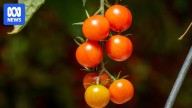 South Australia declared free from brown rugose fruit virus after more than a year