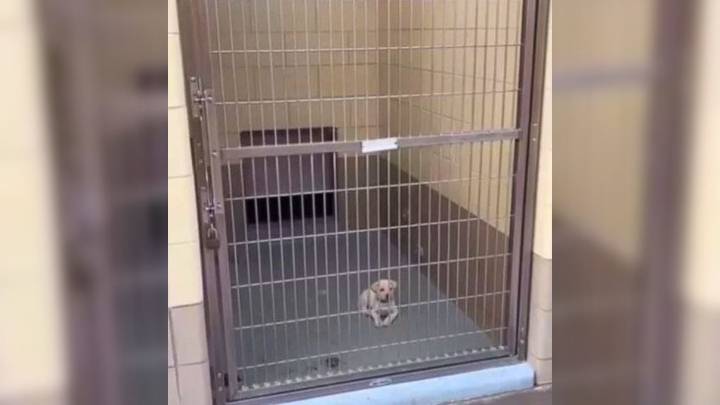 Just 7 Weeks Old, California Shelter Puppy Waits Alone Behind Cold Kennel Bars