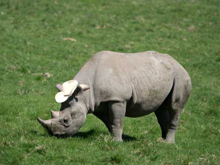 The Wyoming Republican Party is a big RINO
