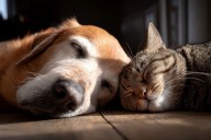 Fin de semana de adopciones gratuitas en Chapel Hill