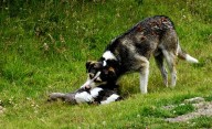 Nuevas acciones dentro del Plan de Control Canino