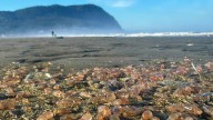 Sea cucumbers wash ashore by the thousands in a coastal Oregon town