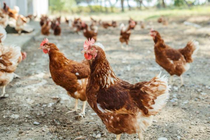 Detectado un foco de gripe aviar en un pueblo de Toledo: habrá que sacrificar 110.000 gallinas