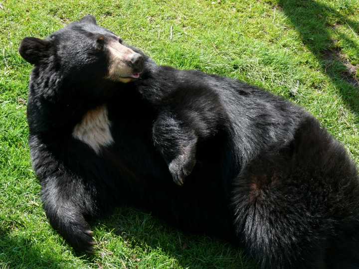 Bear likely responsible for fatal attack in Newton County has been killed