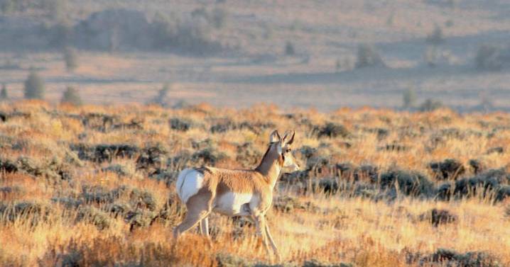 Can BLM ignore land-use plans and lease off-limits ‘Golden Triangle’ habitat for drilling?