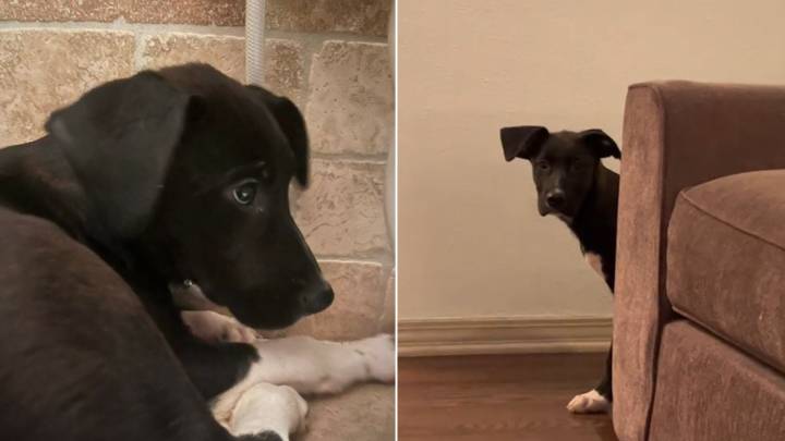 California Woman Saves Timid Pup From Euthanasia And Begins A Life