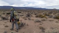 “Rata vizcacha”. Redescubren en Chubut un roedor único en el mundo que se creía extinto
