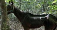 A malnourished horse in Caldwell County died. Owner has been charged with animal cruelty before