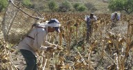 Falta política con perspectiva campesina: PT