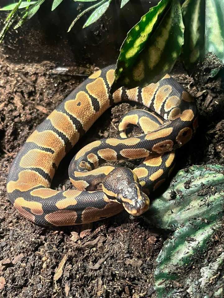 Baby Ball Python Found Sunbathing In Orrington, Maine