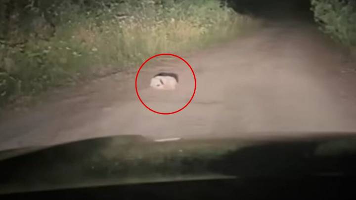 Camper Stumbles Upon What Looks Like A White Lump On Oregon Road, Until He Realizes It’s Alive