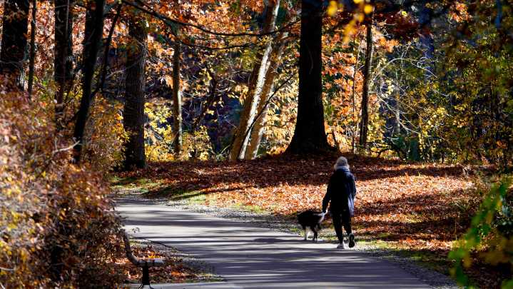 When is it too cold to walk my dog? What to know in Michigan