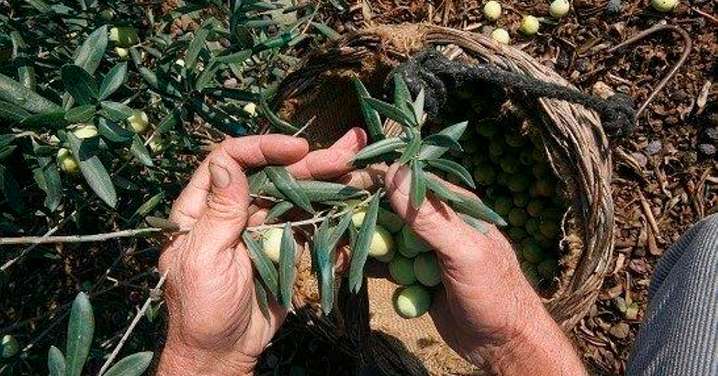 Un estudio de la Universidad de Córdoba ayuda a reducir la incidencia de la 'aceituna jabonosa'