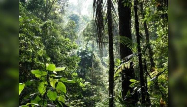 Ahead Of 2026 UN Biodiversity Summit, Meetings To Review Progress To Halt Loss