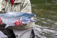 Icicle River Fishing: Coho Limits and Regulations
