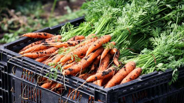 Minnesota SNAP recipients worry about hunger while political battle casts doubt on November benefits