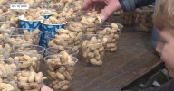 Suffolk Peanut Festival cut short by coastal storm