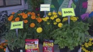 Plants that keep the mosquitoes away