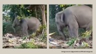 Watch: Baby elephant dances to Zubeen Garg’s song in Assam, video leaves the Internet emotional