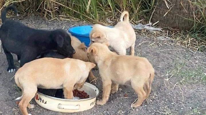 Roban alimento en refugio de animales