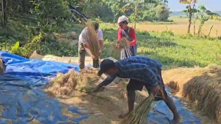 Karbi farmers help Pnar neighbours in harvesting at Lapangap village