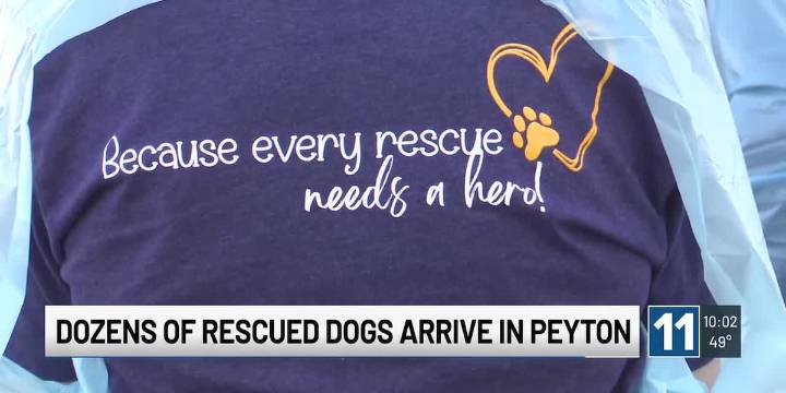 ‘They have been deeply deeply neglected:’ National Mill Dog Rescue responds to urgent call for dogs