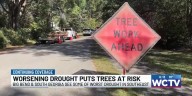 'Check your treetops' : Experts say drought is causing more trees to fall
