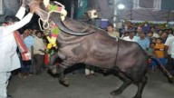 Four injured after bull runs amok in Hyderabad’s Madhuranagar
