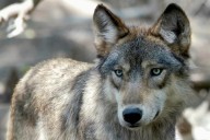California wildlife officials kill 4 gray wolves over Sierra Valley livestock attacks