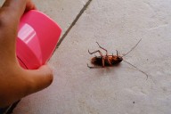 Woman Trying to Kill Cockroach Allegedly Sets Fire to Building, Killing Neighbor