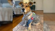 New York Rescue Pup Comforts His Owner In The Sweetest Way And Becomes An Internet Star