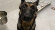 Nanaimo man charged with animal abuse